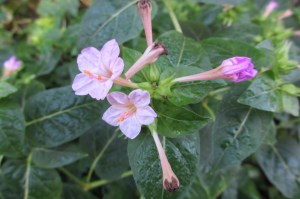 Mirabilis jalapa (2) (1200 x 799)